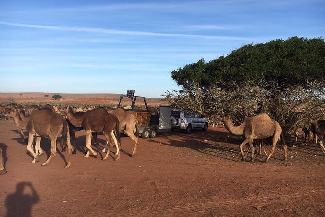Balloon Flight with Berber Breakfast - Key Highlights Before You Go