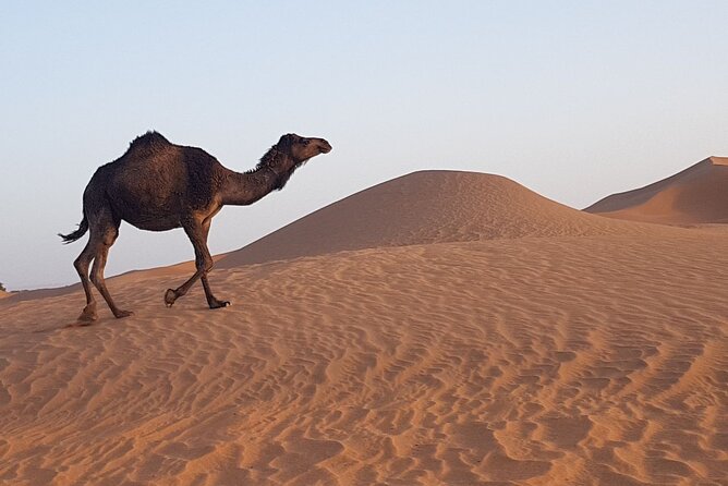 Berber Experience Atlas and Sahara - Draa Valley Palm Groves and the Tinfou Village Switch