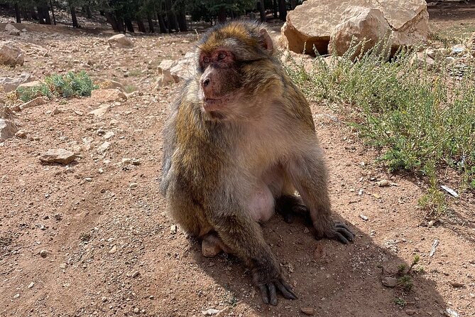 Best Fes to Merzouga Desert Tour 2 Days - Meeting Point, Pickup, and the 8:00 AM Start You Need to Plan For