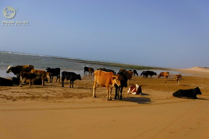 Big dunes and atlantic coast tour 2 HOURS - The ruins of Sultan’s Palace: viewpoints with a cultural stop