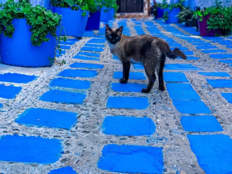 Blue City magic: Affordable Day Trip from Fez to Chefchaouen - The Long Van Ride North: Comfort, Stops, and Why the Time Flies