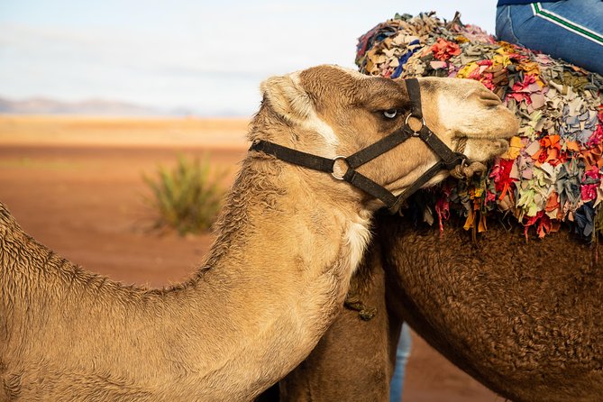 Camel and Quad Biking Tour from Marrakech - Quad Biking: Safety Tips, Control, and Real Desert Energy