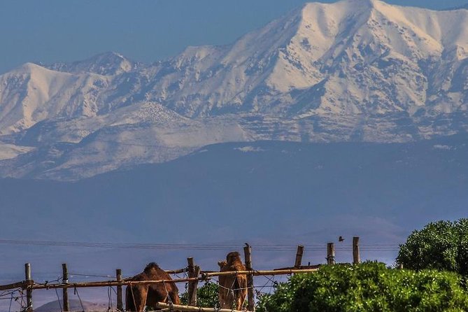 Camel ride and magical dinner in Agafay desert - Dinner in the Open Air: Tagine, Mint Tea, and Timing Under the Stars