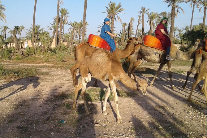 Camel ride at sunset in Marrakech palm grove - Riding Through the Palmeraie at Golden Hour: Camels, Care, and Photos