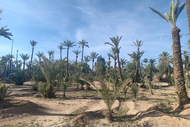 Camel ride at sunset in Marrakech palm grove - The Social Vibe: Campfire, Dancing, and Making New Friends