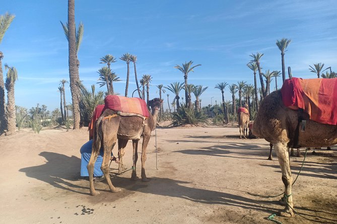Camel ride at sunset in Marrakech palm grove - Price and Value: Why $23.23 Can Feel Fair