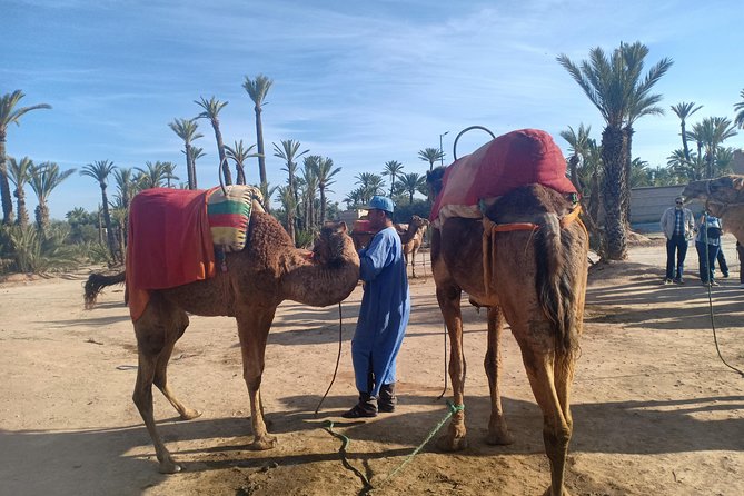 Camel ride at sunset in Marrakech palm grove - Weather, Sunset Timing, and How to Plan Your Evening