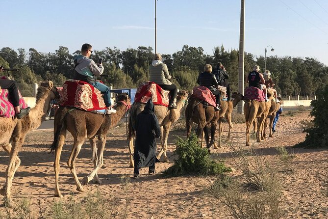 Camel ride in agadir at sunset with barbecue and couscous - Dinner After the Dunes, BBQ and Couscous in a Cultural Setting