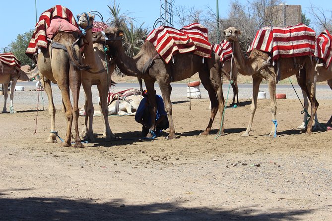 Camel Ride in the Palmeraie of Marrakech - Why the Palmeraie Camel Ride Feels Like a Smart Marrakech Break