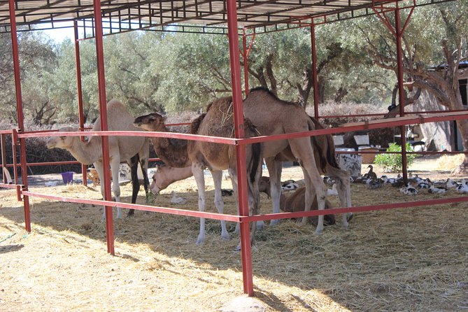 Camel Ride in the Palmeraie of Marrakech - Traditional Outfit and Sun Protection You’ll Be Glad You Had