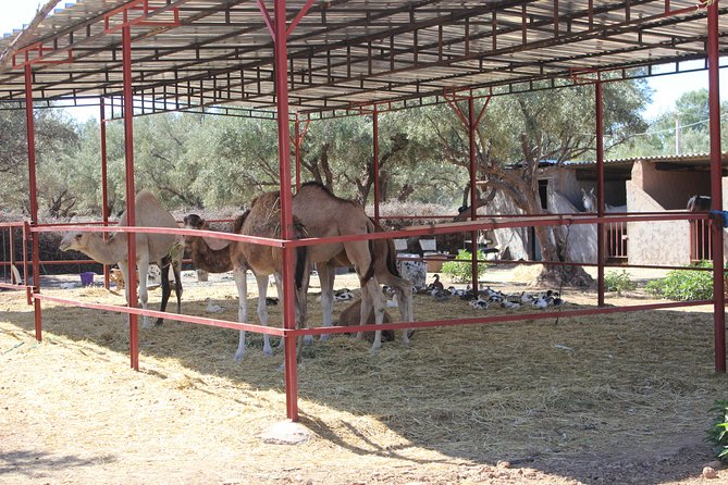 Camel Ride in the Palmeraie of Marrakech - Mint Tea in a Nomadic Tent: What You Gain Beyond the Ride