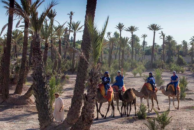 Camel Ride in the Palmeraie of Marrakech - Small Group Size (Max 6) and the Tarik Factor