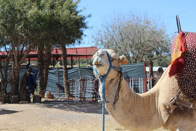 Camel Ride in the Palmeraie of Marrakech - Price and Value: Is $29.07 Worth It?