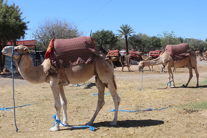 Camel Ride in the Palmeraie of Marrakech - Weather Rules and What Happens If It Changes