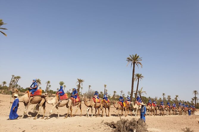 Camel ride Marrakech - Group size and pacing: what 30 travelers means in real life