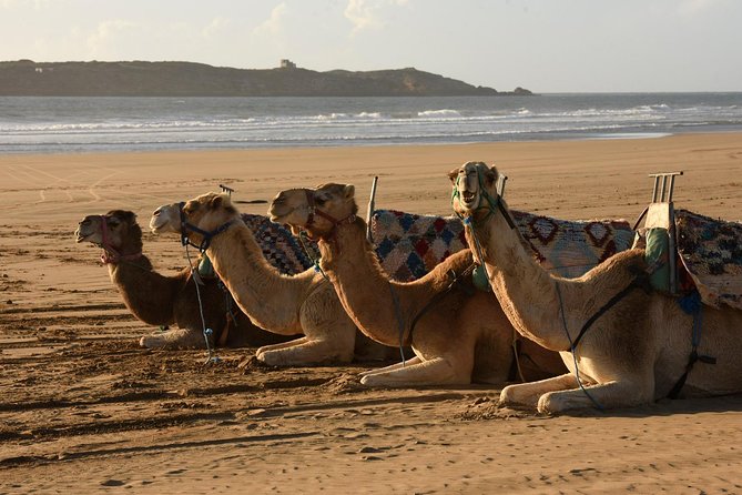 Camel Ride on the Beach of Essaouria - The 2-hour route: dunes, eucalyptus shade, and walking toward the sea