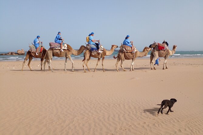 Camel ride or quad bike ride.. pick up, drop off. including - Essaouira Camel Trek, Fort Stop, and Oued Ksob: What the Tour Delivers
