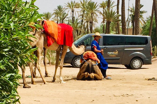Camel Ride & Quad Biking Half Day in Marrakech - Palmeraie Desert Energy in Four Hours