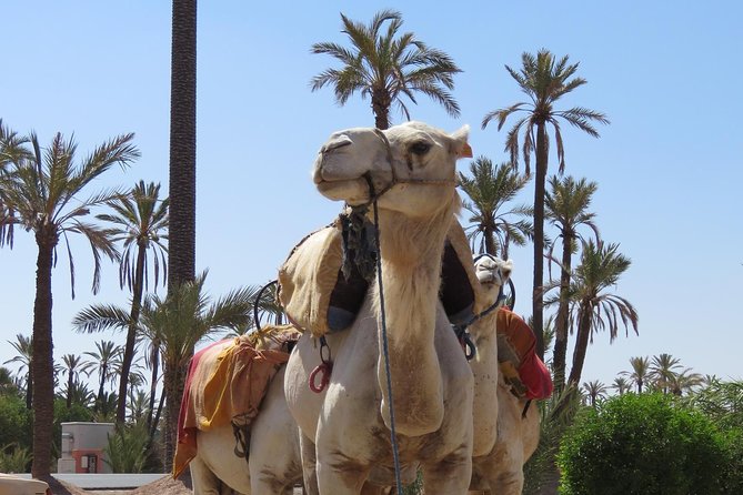Camel Ride & Quad Biking Half Day in Marrakech - Morning vs Afternoon: When the Palmeraie Looks Best