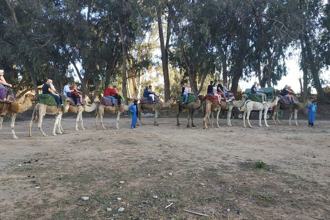 Camel ride + sunset + BBQ dinner in Agadir - The camel ride: trained animals, guided photos, and how to enjoy it