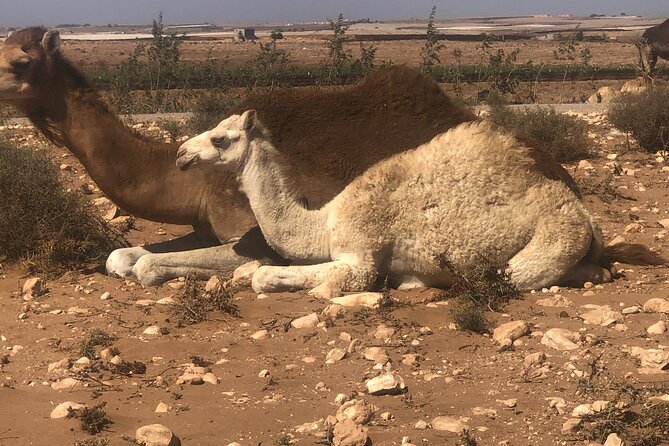 Camel Riding Agadir - The Eucalyptus Forest Start: A Calmer Way to Begin