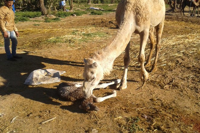 Camel riding in marrakech - Who should book this camel ride, and who might skip it