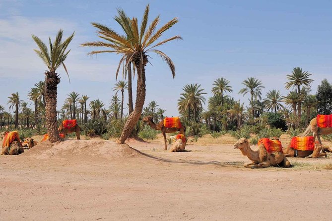 Camel Trek Around Marrakech Palmeraie - Price and Timing: Is $34.89 for Two Hours Worth It?