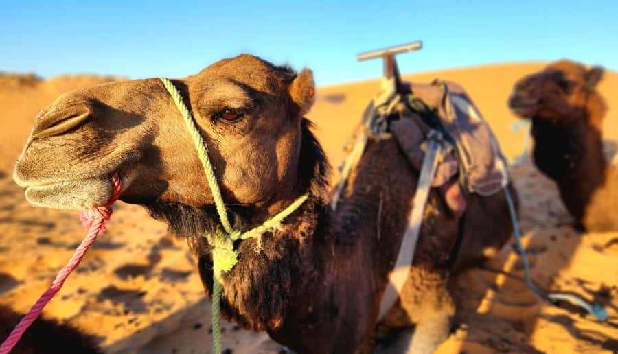 Camp Overnight in Merzouga's Erg Chebbi Dunes from Merzouga - Who Should Book This Overnight, and Who Might Want a Different Plan