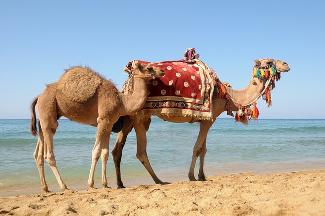 Casablanca to Tangier Day Trip By High-Speed Train and Camel Ride - The Medina loop: Petit Socco photos, markets, and real street energy