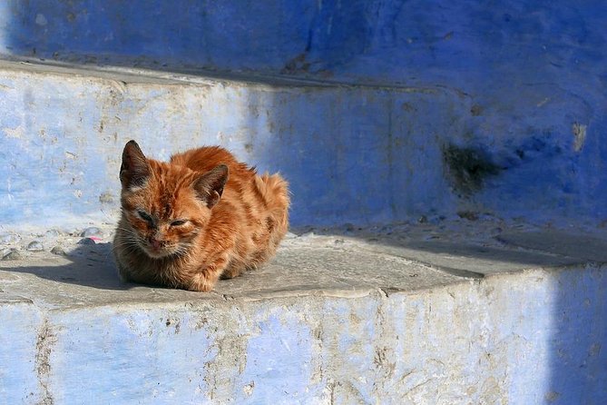 Chefchaouen Day Trip from Fes - Souks, streets, and the Grand Mosque area