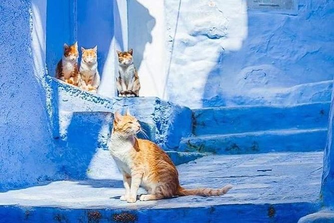 Chefchaouen Day Trip! The Blue Pearl - Ride Back to Fez: Cooler Mountain Weather and a Smooth Finish