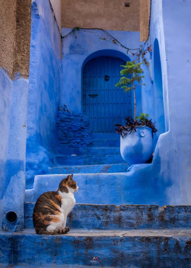 Chefchaouen tour guide - Key highlights worth your attention