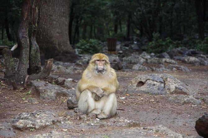 day trip from fez to middle atlas mountain - Price and value: what you actually get for about $65