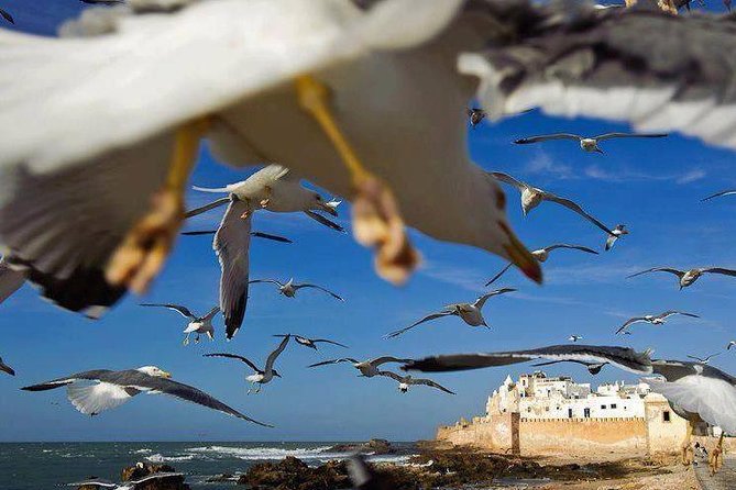 Day trip to Essaouira the portuguese town from Agadir or Taghazout - Fishing port and the Jewish Quarter: two very different sides of town