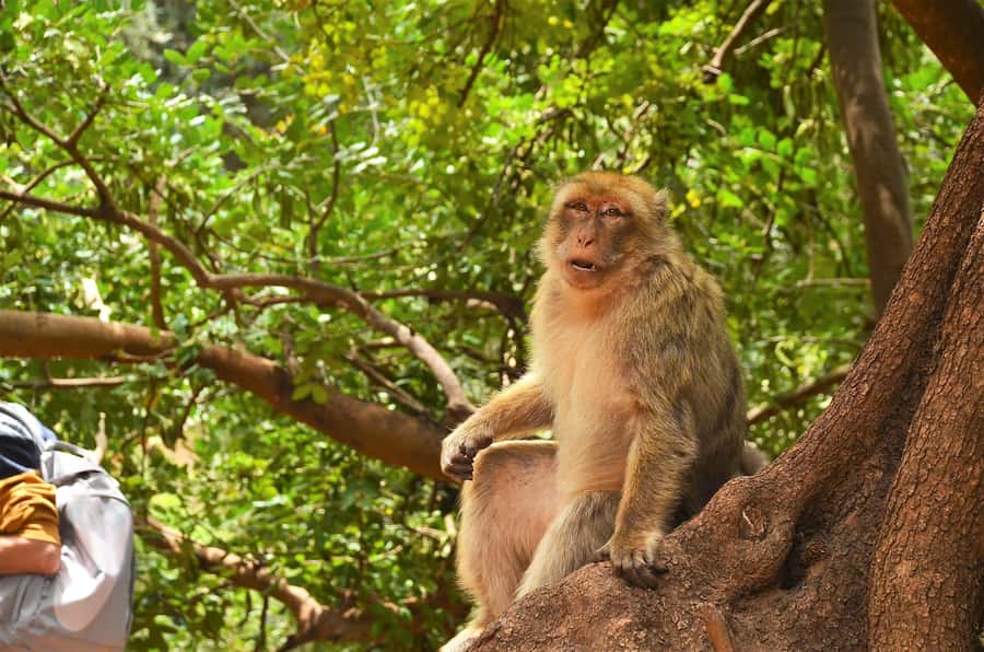 Day Trip To Ouzoud Waterfalls & Boat Ride From Marrakech - Arriving at Ouzoud: Hiking Steps, Viewpoints, and Monkey Reality