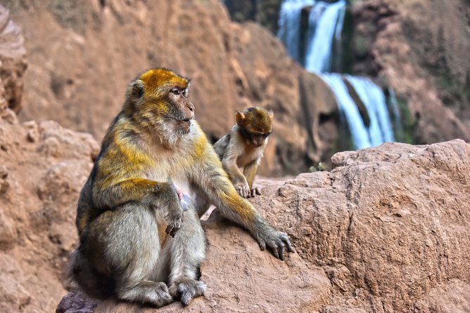 Day Trip to Ouzoud WaterFalls from Marrakech: Shared - Cascades d’Ouzoud: the walking plan and best viewpoints