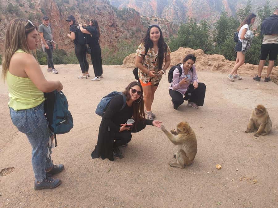 Day Trip To Ouzoud Waterfalls (Guide Hik & Boat option) - Monkeys at Ouzoud: how to get the fun without getting overwhelmed