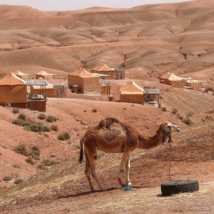 Desert night : ATV, Camel Trek sunset views & Dinner show - Overnight desert tent stay with private comfort