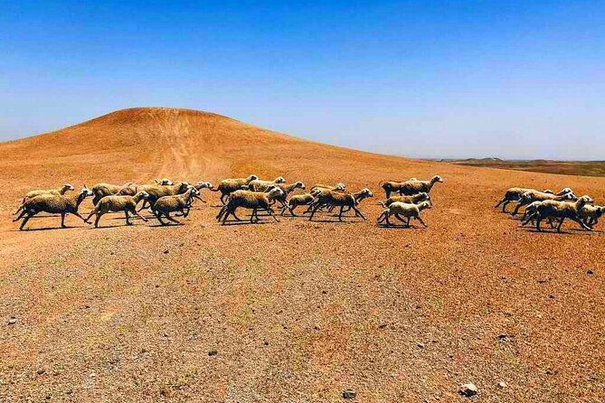 Dinner at Sunset & Camel ride in Marrakech desert Agafa - Price and Value: Why $23.26 Can Still Be a Good Deal