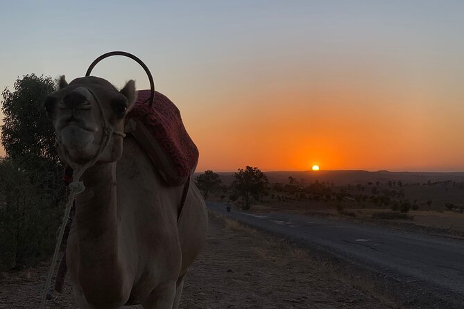 Dinner in Agafay Desert ,Sunset Camel Ride, Fire Show - Fire Show and Live Berber Music Under the Stars