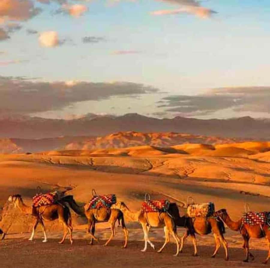 DINNER IN AGAFAY DESERT UNDER THE STARS WITH SHOW AND CAMELS - Key things I’d bank on before you go