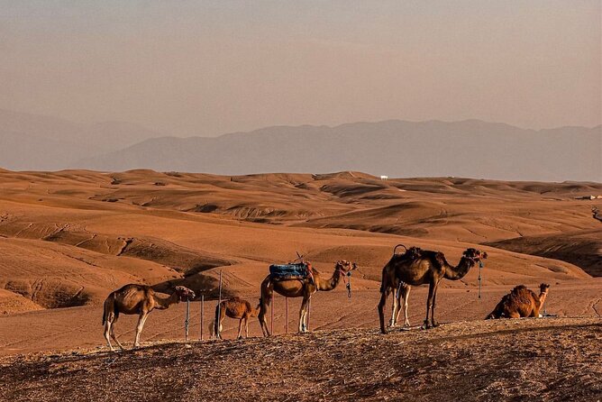 Dinner Under the Stars Desert Agafay & Sunset Camel Ride - Who should book this Agafay Desert stars and camel ride day