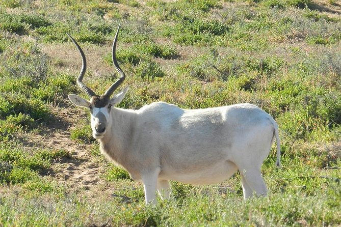 Discovery of the Souss Massa Animal Park in 4x4 - Key Highlights You’ll Care About