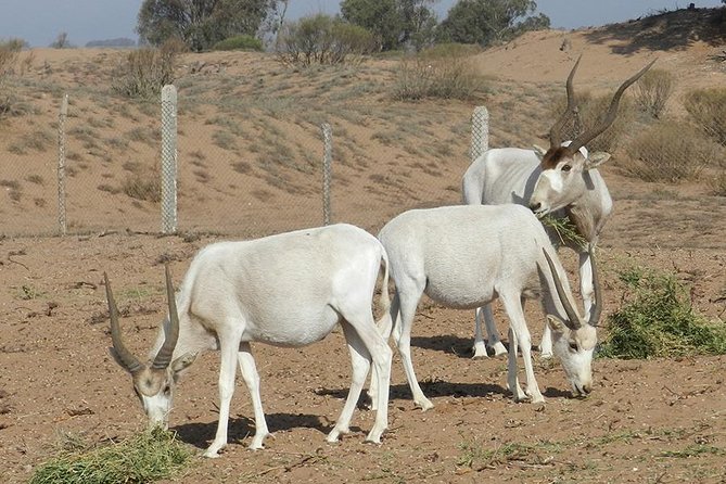 Discovery of the Souss Massa Animal Park in 4x4 - Why This Souss Massa Day Feels Special From Agadir