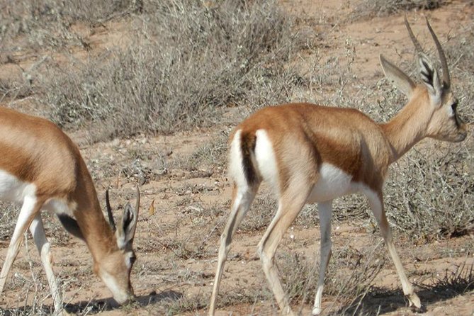 Discovery of the Souss Massa Animal Park in 4x4 - Stop 4: Massa and Oued Massa, Where the Bald Ibis Story Hits Home