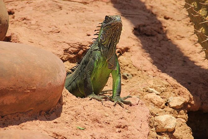 Effortless Agadir Crocoparc Ticket and Transfer Service - Feeding Sessions and Reptile Walkways (Where the Time Becomes Worth It)