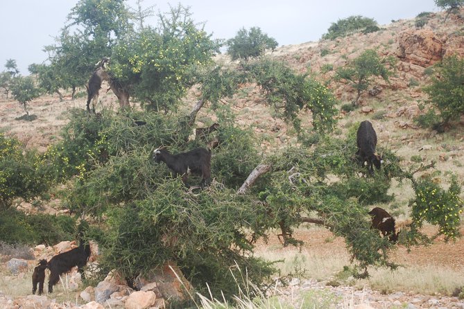 EN PETIT GROUPE vers ESSAOUIRA depuis MARRAKECH - Arganomade cooperative stop: quick and practical argan oil basics