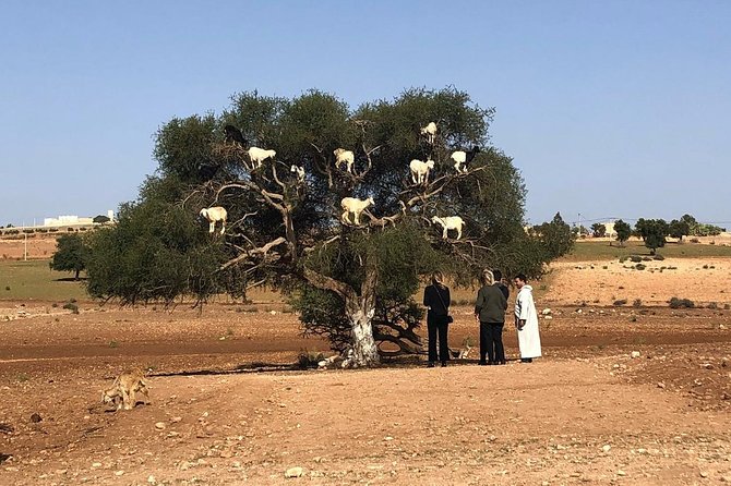 EN PETIT GROUPE vers ESSAOUIRA depuis MARRAKECH - Price and value: does $25.55 make sense?