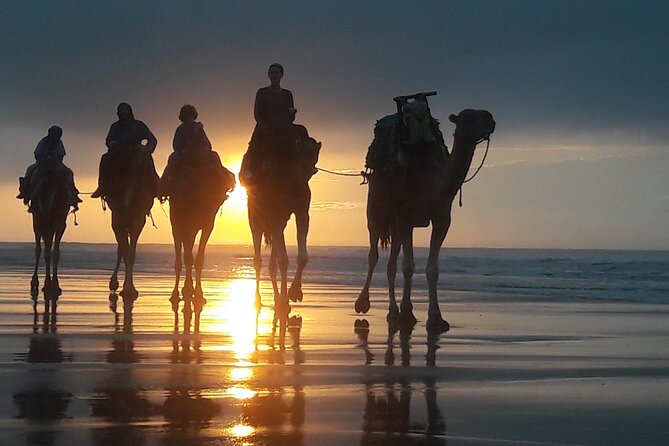Essaouira 1 hour discovery ride on the back of a camel - Camel Ride on Essaouira Beach, a Short Trip With Real Variety