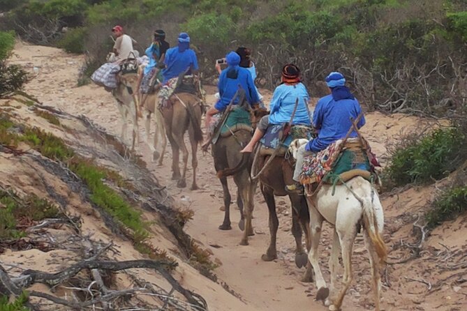 Essaouira 1 hour discovery ride on the back of a camel - From Wild Beaches to Eucalyptus Forest, What You Actually See